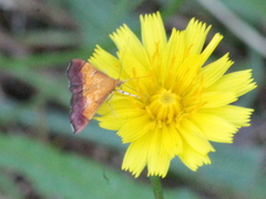Pyrausta bicoloralis