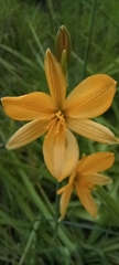 Echeandia flavescens