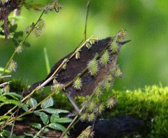 Troglodytes aedon brunneicollis