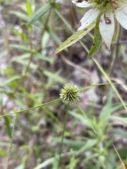 Cyperus lupulinus