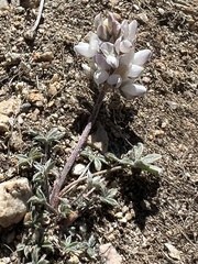 Lupinus lepidus