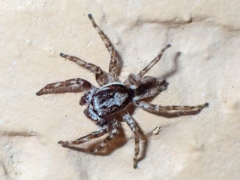 Menemerus