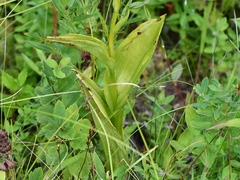 Platanthera flava