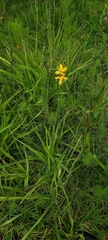 Echeandia flavescens