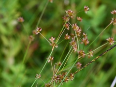 Juncus canadensis