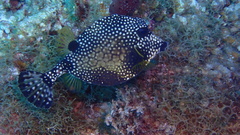 Lactophrys triqueter