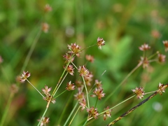 Juncus canadensis