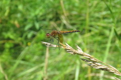 Sympetrum semicinctum