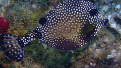 Lactophrys triqueter