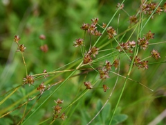 Juncus canadensis