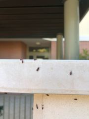 Oxycarenidae