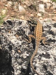 Sceloporus parvus