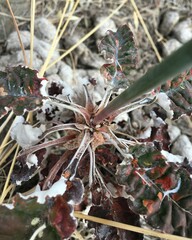 Eriogonum nudum auriculatum