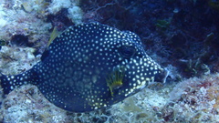 Lactophrys triqueter