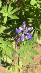 Lupinus latifolius