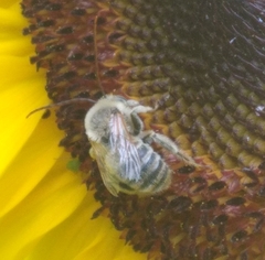 Melissodes trinodis