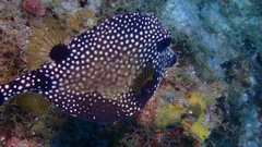 Lactophrys triqueter