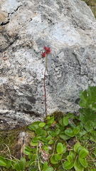 Leptarrhena pyrolifolia