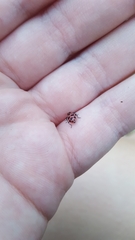 Coleomegilla maculata