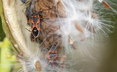 Lygaeus kalmii