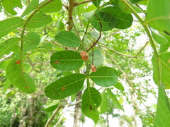 Schinus terebinthifolia