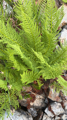 Athyrium americanum