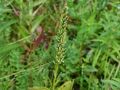 Platanthera flava