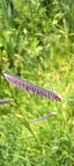Bouteloua gracilis