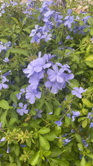 Plumbago auriculata