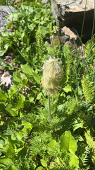 Pulsatilla occidentalis