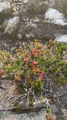 Phyllodoce empetriformis