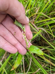 Persicaria hydropiper
