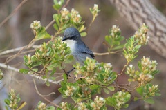 Microspingus cinereus