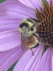 Bombus
