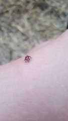 Coleomegilla maculata