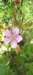Geranium seemannii