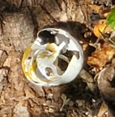 Cepaea