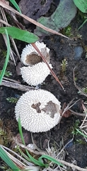 Lycoperdon curtisii