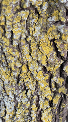 Candelaria concolor