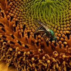 Agapostemon virescens