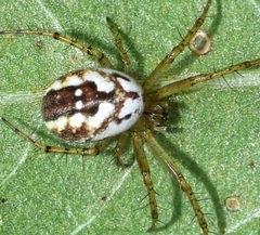 Mangora acalypha