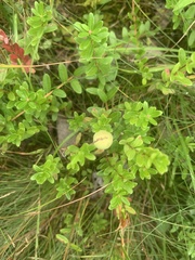 Vaccinium macrocarpon