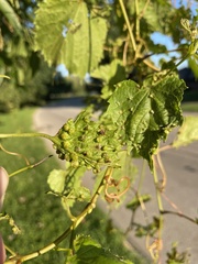 Daktulosphaira vitifoliae