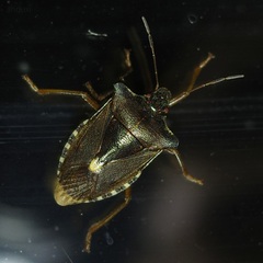 Pentatoma rufipes