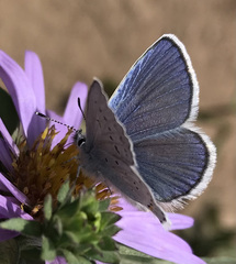 Plebejus