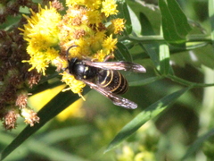 Vespula acadica