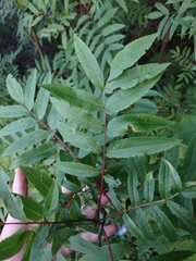 Sorbus americana