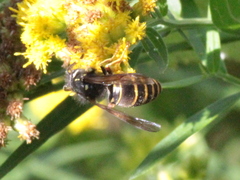 Vespula acadica