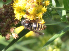 Vespula acadica