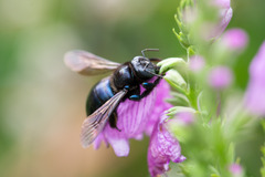 Xylocopa micans